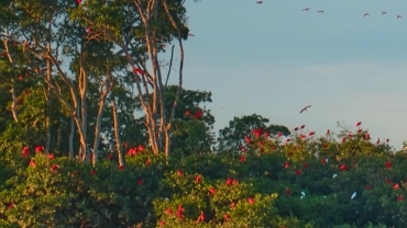 Revoada dos Guarás
